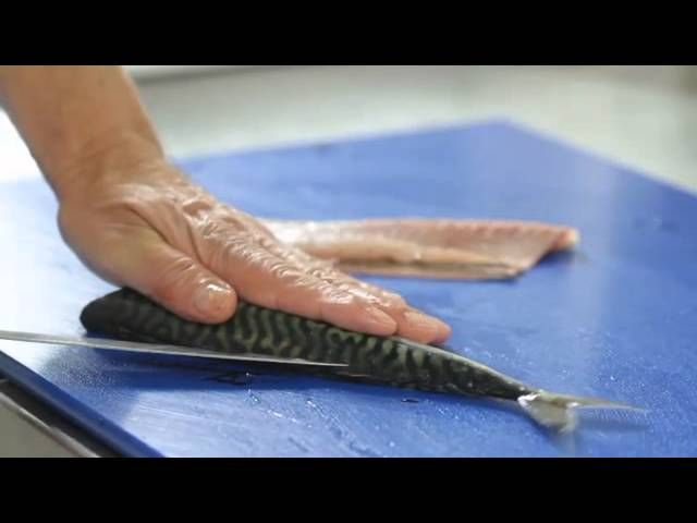 how to fillet a mackerel